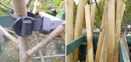 Tree tie and stakes